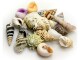 Hobby Aquaristik Dekoration Sea Shells Set, L, 5 Stück, Einrichtung
