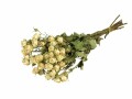 Anjel Trockenblumen in Kartonbox Rosen, Weiss, Produkttyp