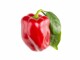Click and Grow Samen Rote Peperoni, Bio: Nein, Aussaatzeit: Februar