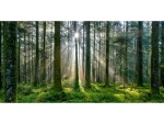 ABC Motivkarte Licht im Wald A6/5