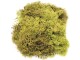 Glorex Moos Island Hellgrün, Detailfarbe: Hellgrün, Moos Art