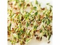 Gusta Garden Samen Microgreens Kresse HARRY HERBS, Bio: Nein