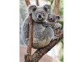Cart Motivkarte 12 x 17 cm Koala Familie
