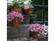 Esschert Design Blumentreppe aus Gusseisen, rechteckig, Detailfarbe