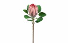 Botanic-Haus Kunstpflanze Protea 72 cm, Produkttyp: Schnittblumen und