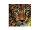 CRAFT Buddy Bastelset Crystal Art Kit Leopard 30 x 30