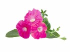 Click and Grow Saatgut Pinke Petunie 3er-Pack, Bio: Nein, Blütezeit