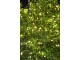 Sirius LED Lichterkette Angel Hair Knirke, 80 LEDs, 8