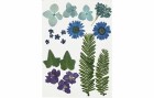 Creativ Company Streudeko Gepresste Blüten und Blätter, Blau, 19 sort.