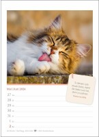 HARENBERG Wochenkalender Katzen 3310008 DE, 16,5 X 23cm 2024