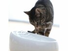 Lucky-Kitty Wasserautomat Keramik, Weiss Weiss, Material: Keramik