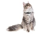 PetTracer GPS-Katzenhalsband Zusatzhalsband, Eigenschaften: Ultra