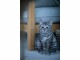 Vivid Arts Dekofigur Katze Tabby, Natürlich Leben: Keine