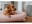 Image 8 Hunter Hunde-Sofa Inari M, 80 x 60 cm, Pastellrot