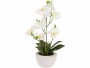 Botanic-Haus Kunstpflanze Phaleanopsis im Topf 67 cm, Produkttyp