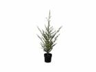 Sirius Weihnachtsbaum Milas, 150 cm, 150 LEDs, Grün, Höhe