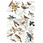 Redesign Decor Transferfolie - Postal Birds