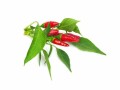 Click and Grow Saatgut Piri Piri Chili, Bio: Nein, Aussaatzeit: April