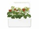 Click and Grow Samen Mini-Tomaten, Bio: Nein, Sonneneinstrahlung: Hell und