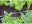 Bild 5 Gardena Sprühdüse 90° Micro-Drip-System, Bewässerungsart