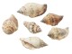 HobbyFun Streudeko Muscheln 1 Natur, Motiv: Muschel, Material