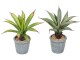 Botanic-Haus Kunstpflanze Aloe im Topf, 2er Set, Produkttyp