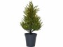 Star Trading Baum Thuja, 0.55 m, Grün, 40 LED, Höhe