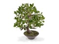 Botanic-Haus Kunstpflanze Bonsai Ficus Wiandi mit Schale, Produkttyp