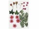 Creativ Company Streudeko Gepresste Blüten und Blätter, Rot, 19 sort.