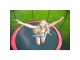 Hudora Trampolin Fantastic 300V Durchmesser: 300 cm, Durchmesser