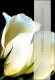 ABC       Trauerkarte        Französisch - 43873     Weiße Rose              farbig
