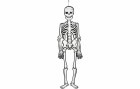 Creativ Company Halloweenfigur Papierdeko Skelett 120 cm, 300g