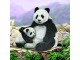 CRAFT Buddy Bastelset Crystal Art Card Panda, Altersempfehlung ab: 8