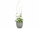 scheurich Blumentopf Grau Ø 15.6 cm