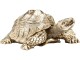 Kare Dekofigur Schildkröte 11 cm, Eigenschaften: Keine