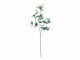 Dekomat AG Kunstpflanze Eukalyptuszweig 76 cm, Produkttyp