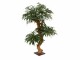 Botanic-Haus Kunstpflanze Bonsai Shirakashi, 80 cm 80 cm, Produkttyp