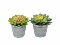 Botanic-Haus Kunstpflanze Echeveria im Topf, 2er Set, Produkttyp