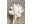 Image 1 Soli Collection Trockenblumen Lagurus 50-60 cm, Weiss, Produkttyp