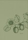 NATURVERL Notizbuch Crushpaper        A5 - 11007N    Kiwi Mono, dotted