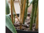Botanic-Haus Kunstpflanze Bambus Japanisch, 60 cm, UV-Beständig