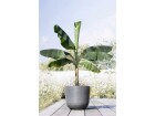 Ecopots Pflanzentopf Oslo 45 Grau, Volumen: 46.6 l, Material