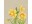 Bild 1 Paper + Design Papierservietten Daffodil 33 cm x 33 cm, 25