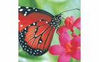 Paper + Design Papierservietten Spring Butterfly 33 cm x 33 cm