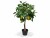 Bild 0 Botanic-Haus Kunstpflanze Zitronenbaum, 70 cm, Produkttyp: Topfpflanze