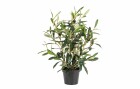 Botanic-Haus Kunstpflanze Olive 34 cm, Produkttyp: Topfpflanze