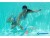 Bild 3 Schildkröt Funsports Neopren Diving Game Catch Tropical, Altersempfehlung ab