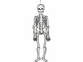 Creativ Company Halloweenfigur Papierdeko Skelett 120 cm, 300g