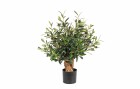 Botanic-Haus Kunstpflanze Olivenbaum 56 cm, Produkttyp: Topfpflanze