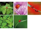Natur Verlag Natur Verlag Motivkarte Glück